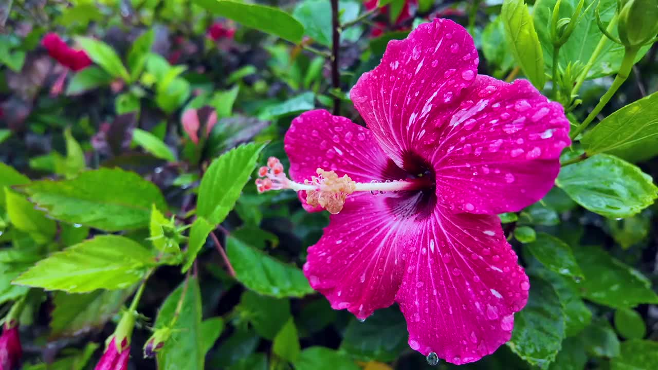 带露珠的粉红色芙蓉花特写，视频素材