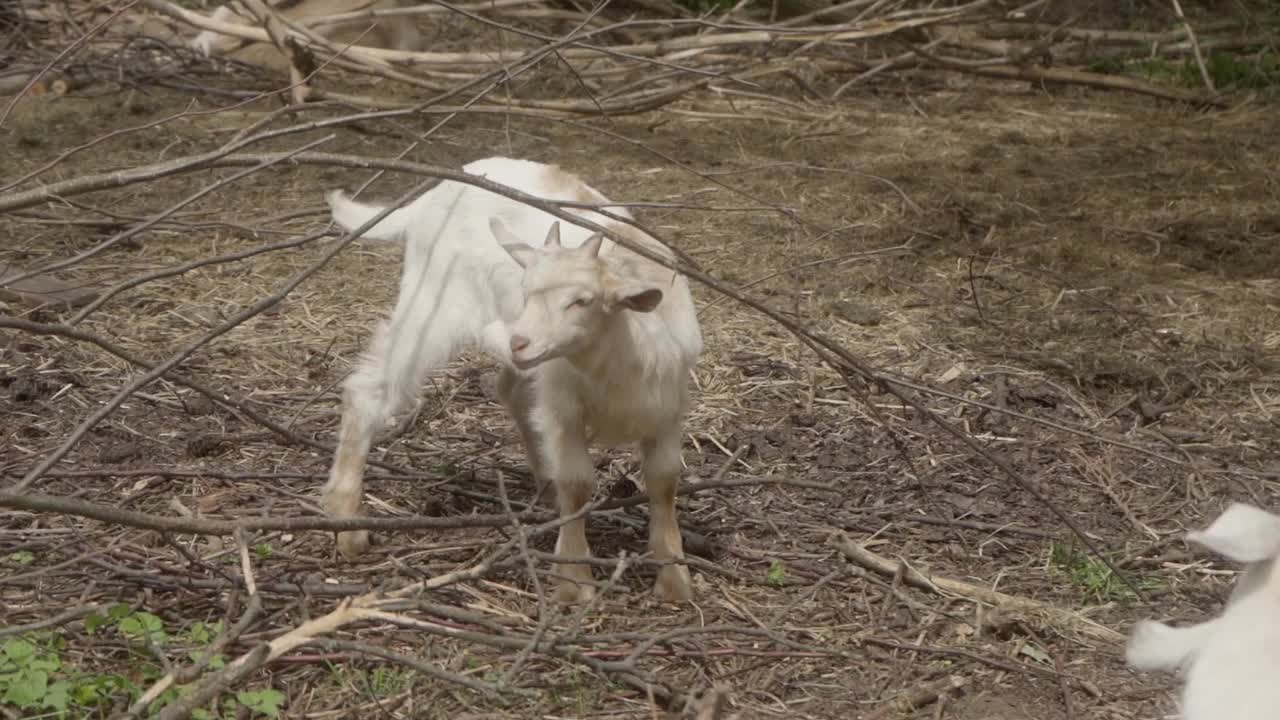 一只小山羊嬉戏，用角撞树枝。山羊繁殖。视频素材