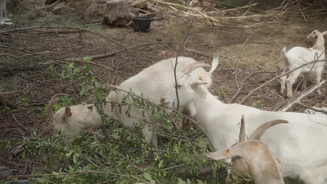 山羊吃樱桃梅树的叶子。在畜牧场饲养山羊。视频素材