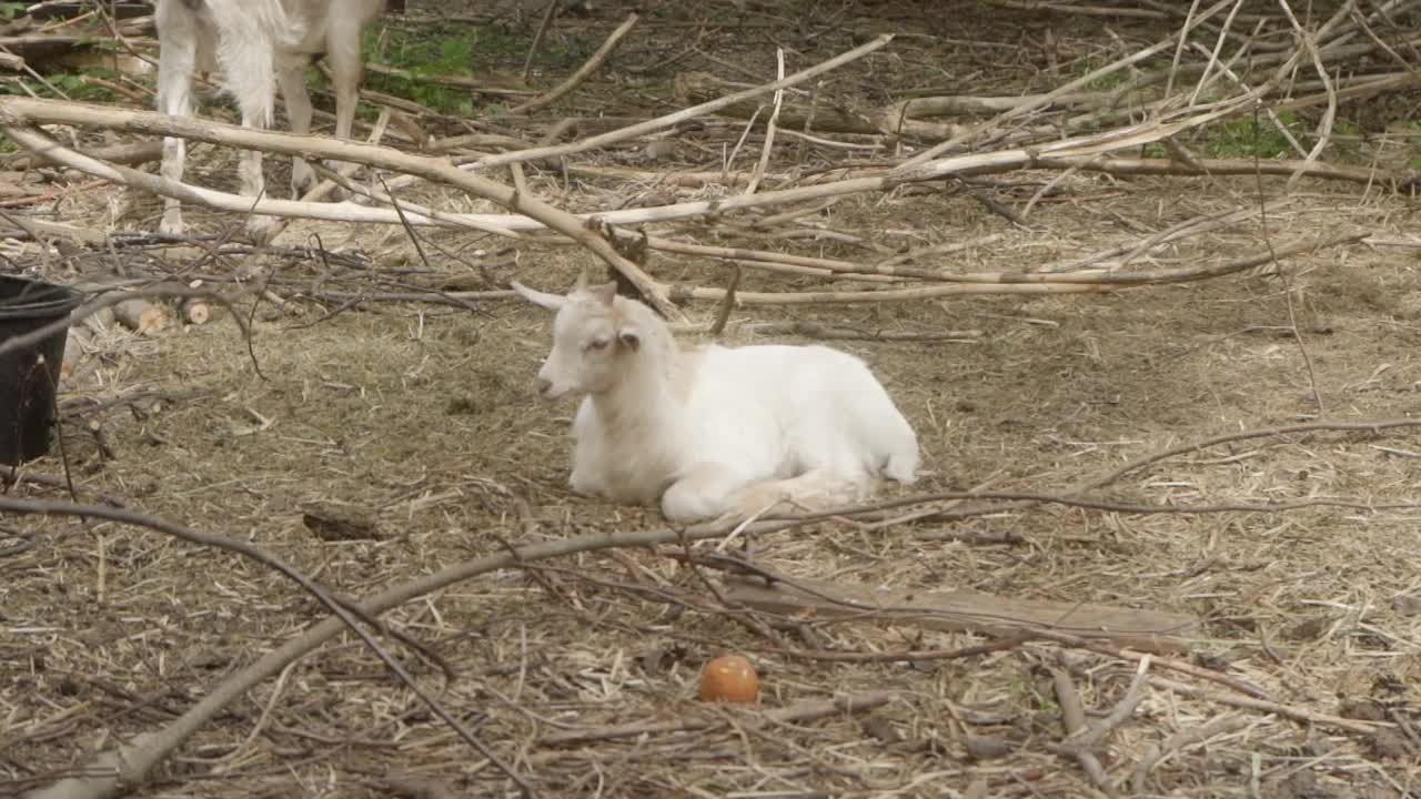 一只白色的小山羊站起来，绕着农场走了一圈视频素材