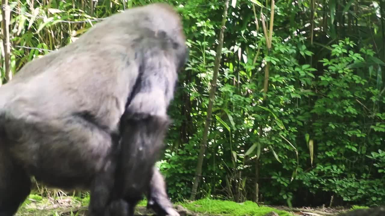 东部大猩猩，强壮的银背大猩猩，绿色雨林中极度濒危的最大现存灵长类动物视频素材