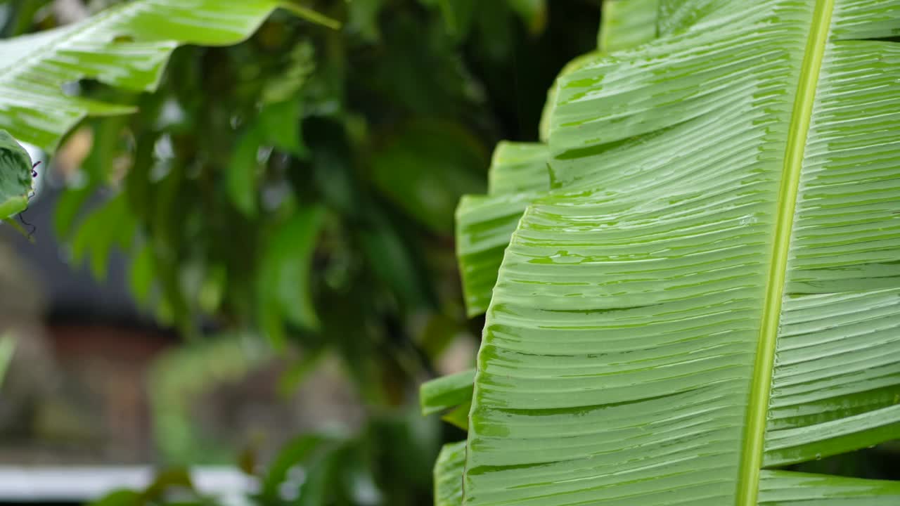 绿叶开花植物的特写视频素材