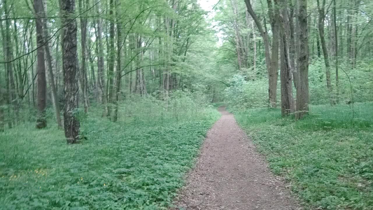 在春天或夏天沿着一条小路穿过茂密的森林。第一人称观看视频。镜头回头看视频素材