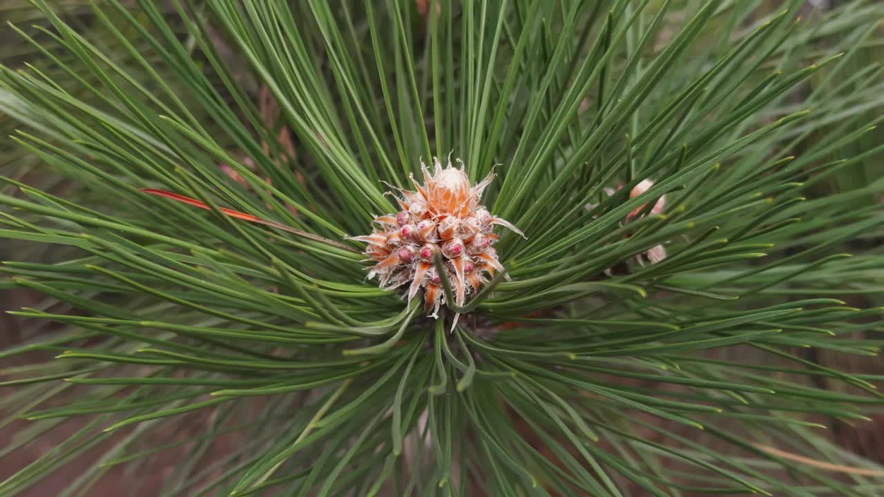 落叶松树枝上的花状松果特写视频素材