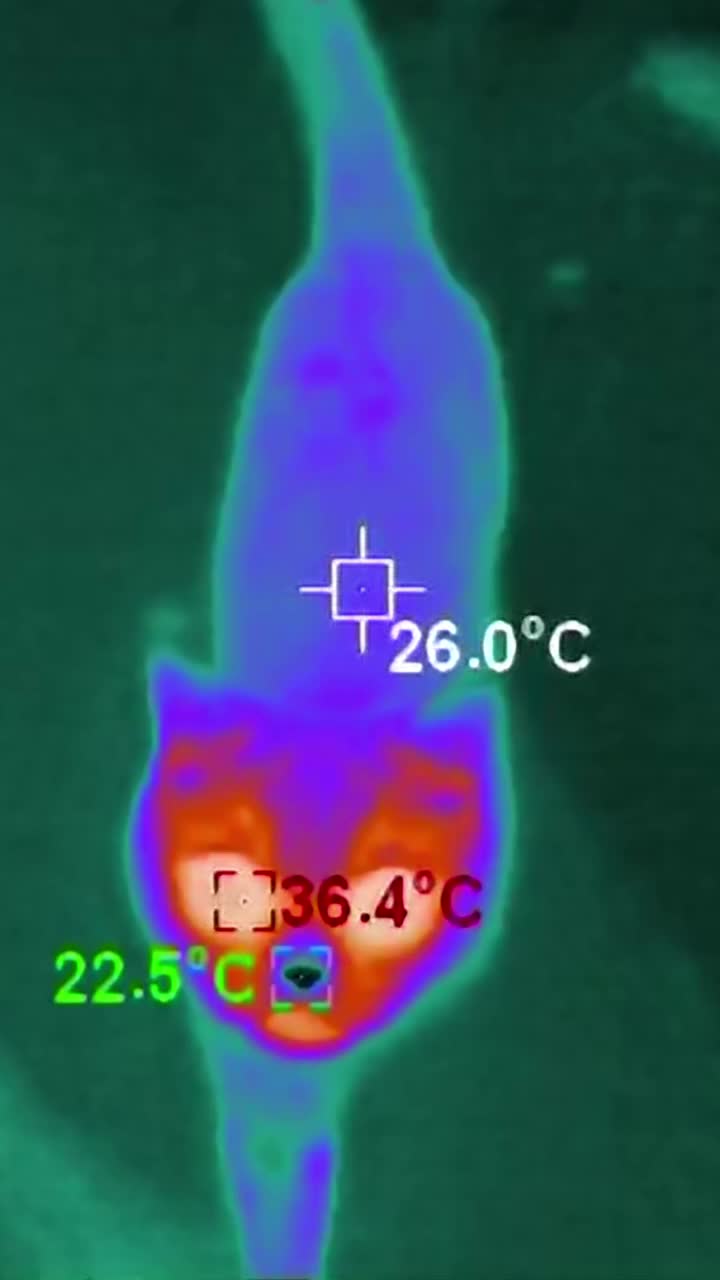 热成像显示猫的体温视频素材