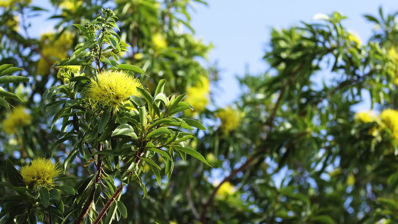 绿树上的黄花视频素材