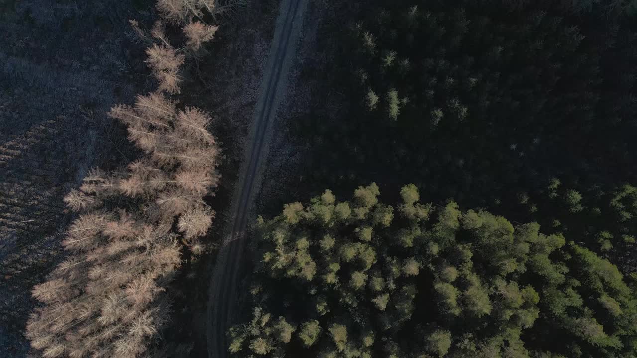 鸟瞰图的森林和道路沿着卡特Burn，杰德堡，苏格兰。视频素材