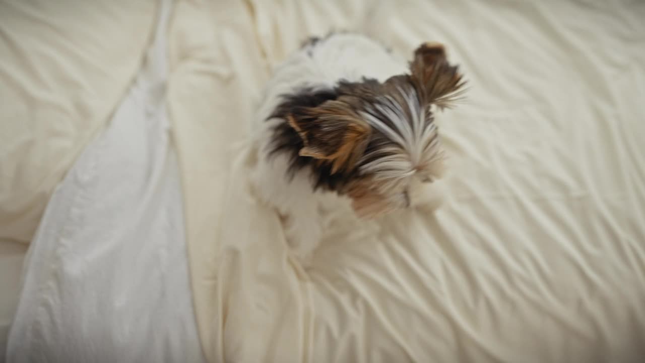 在室内，一只小猎犬聚精会神地坐在有质感的白色床罩上，看起来很可爱，等待着玩耍的时间。视频素材