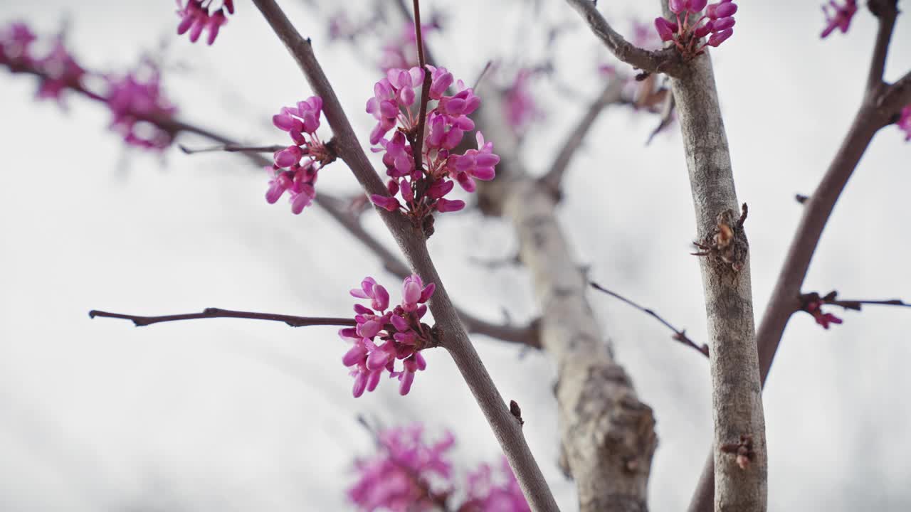 西班牙穆尔西亚，通常被称为犹大树的鸢尾(cercis siliquastrum)的特写镜头，在模糊的背景下，盛开着鲜艳的粉红色花朵视频素材