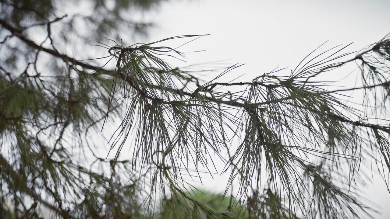 特写的松halepensis分支对软聚焦的背景，在穆尔西亚，西班牙。视频素材