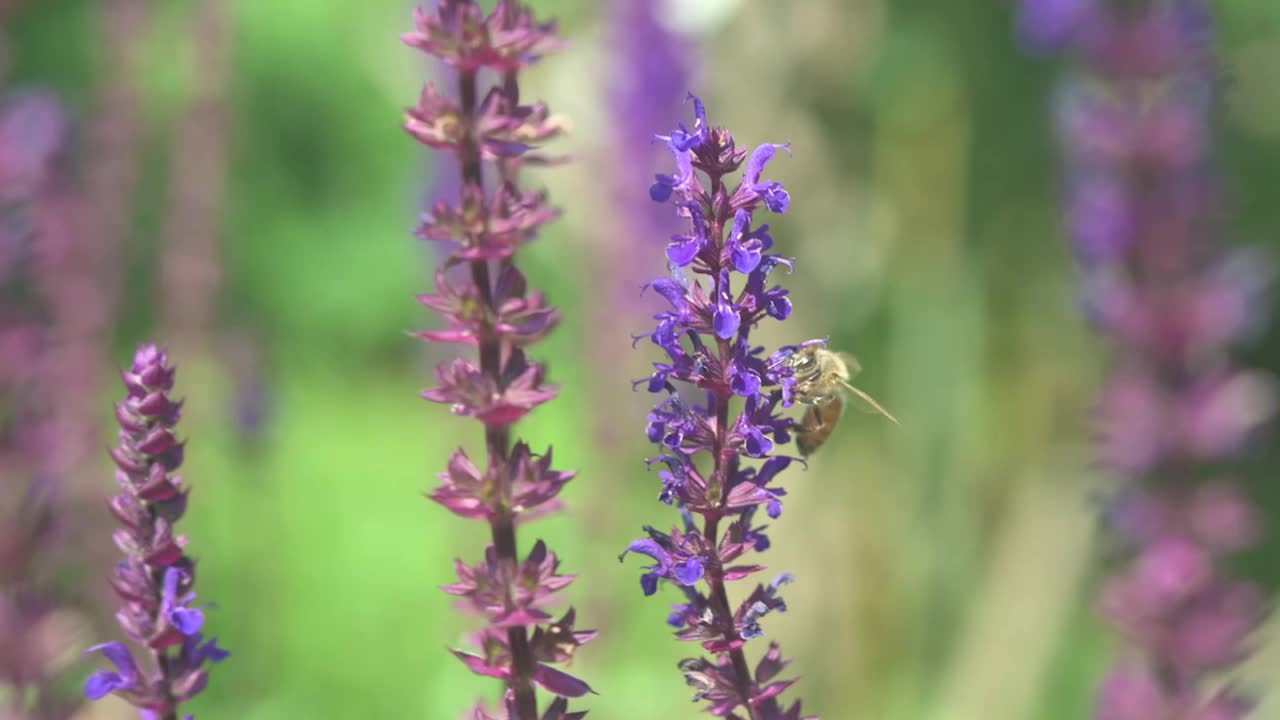 蜜蜂从紫色的鼠尾草花上采集花蜜。视频素材