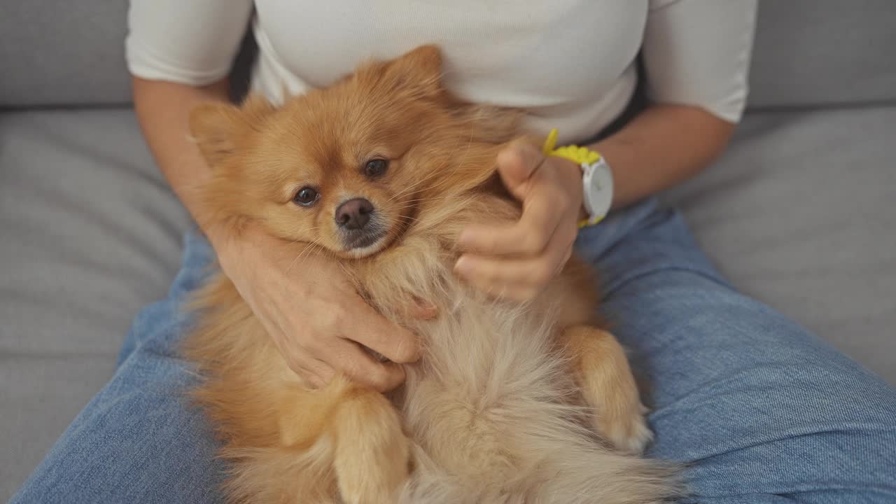 一位穿着休闲装的年轻成年女子在舒适的沙发上深情地拥抱着她毛茸茸的波美拉尼亚狗。视频素材