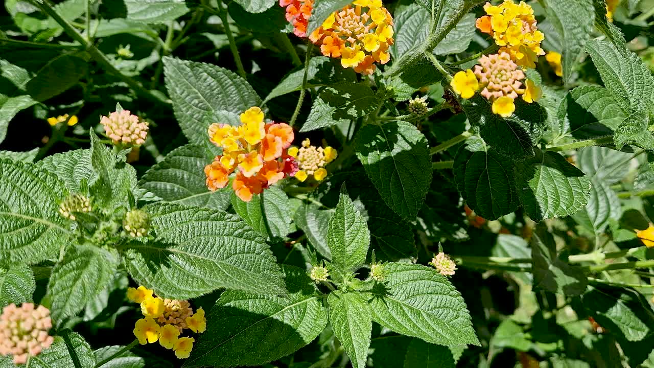 园林中常见的植物和花卉视频素材