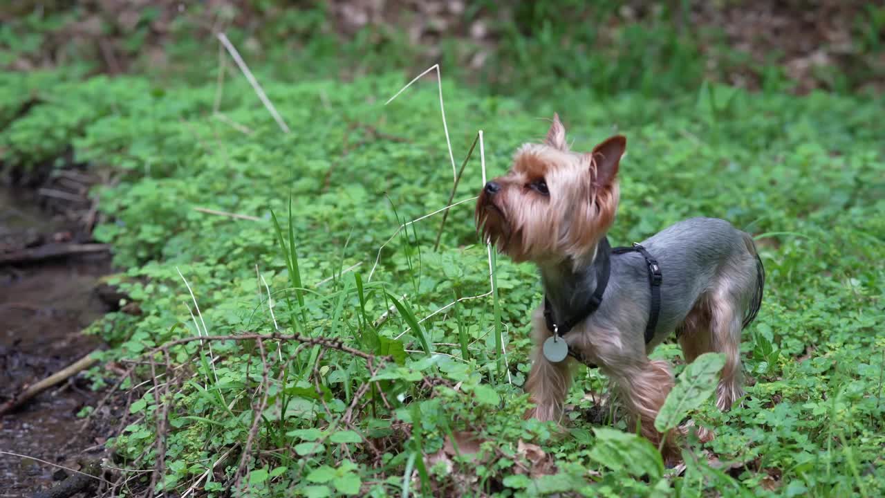 一只孤独的约克夏犬站在溪边的绿色森林里视频下载