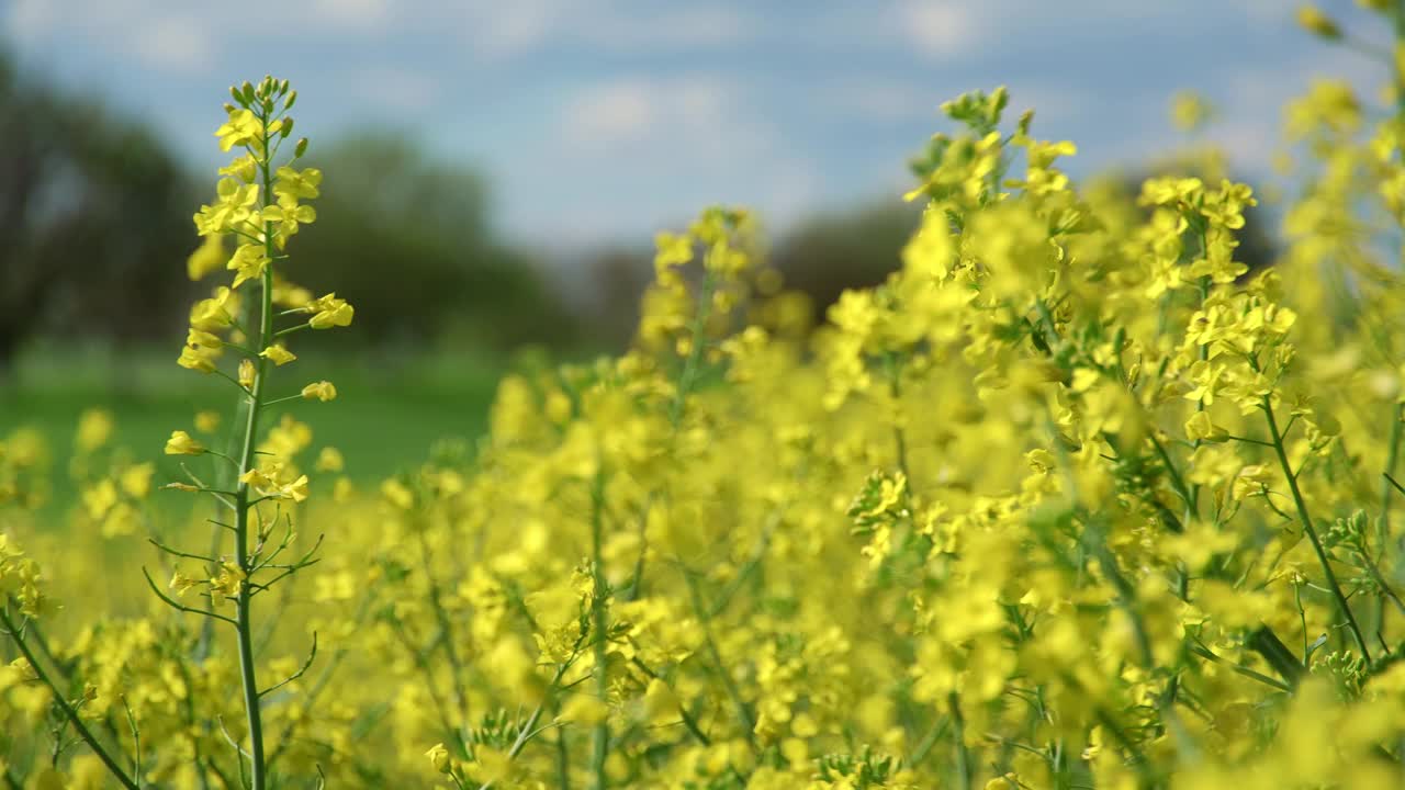 农田里开着黄色的油菜花，映衬着蓝天白云，一派明媚的春景，一派美丽的景色视频素材