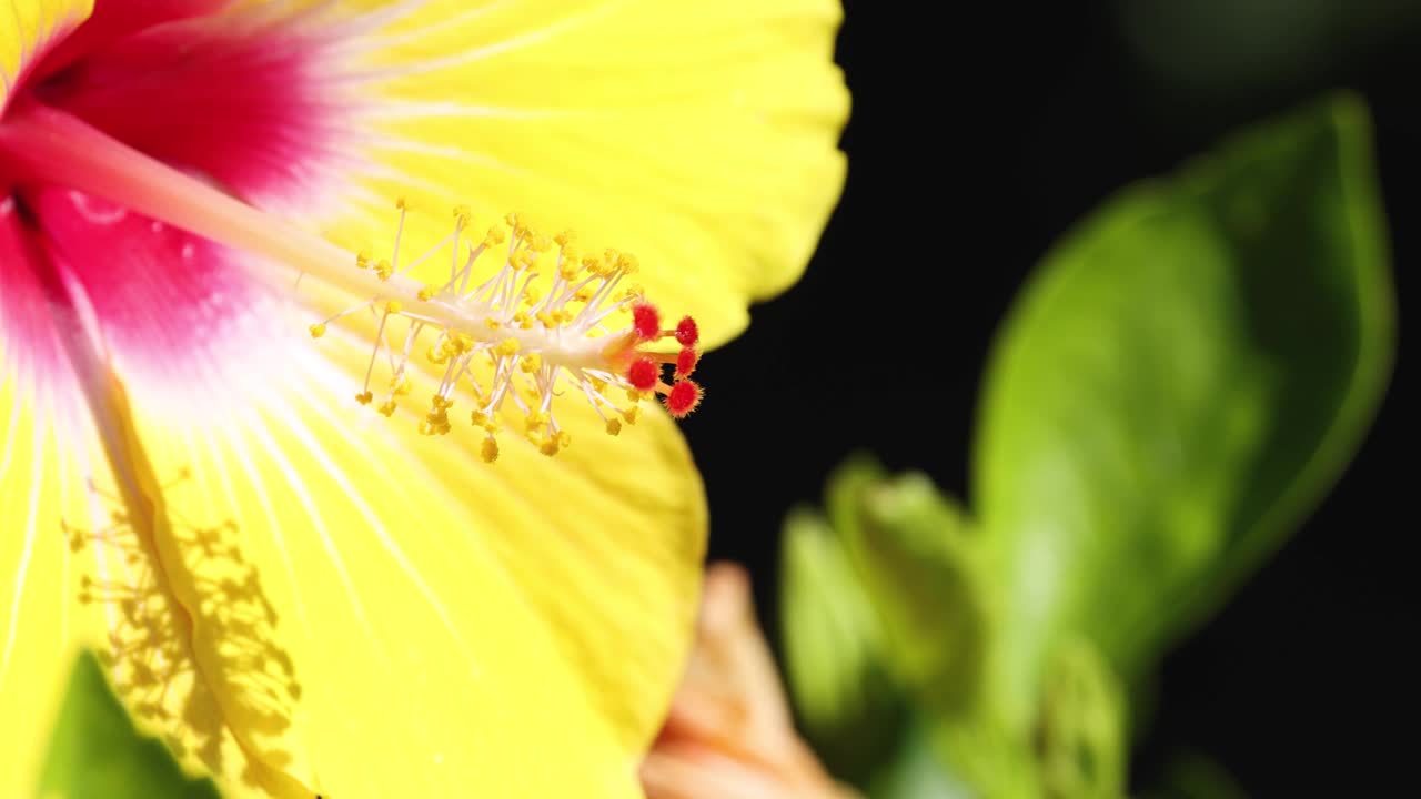 黄色芙蓉花特写视频素材