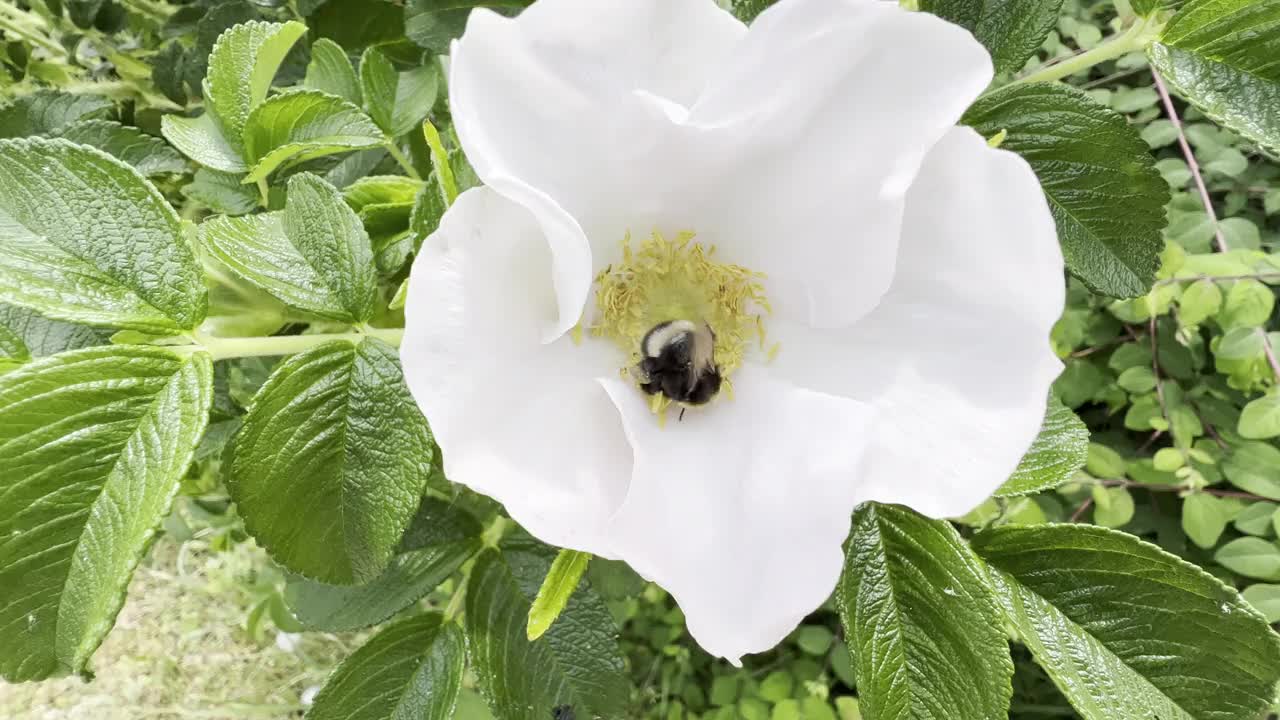 大黄蜂,Bombus视频素材