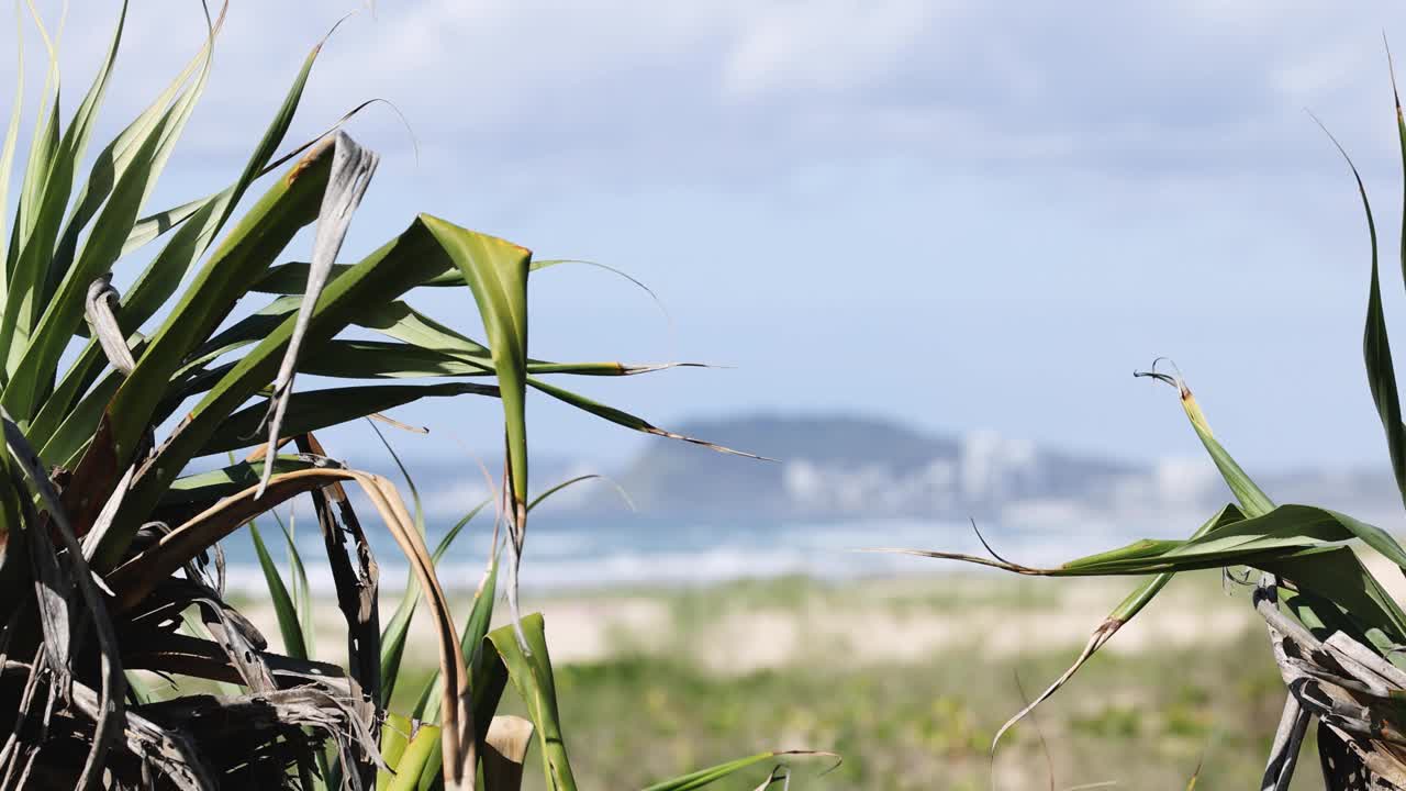 在海滩上摇曳的植物视频素材