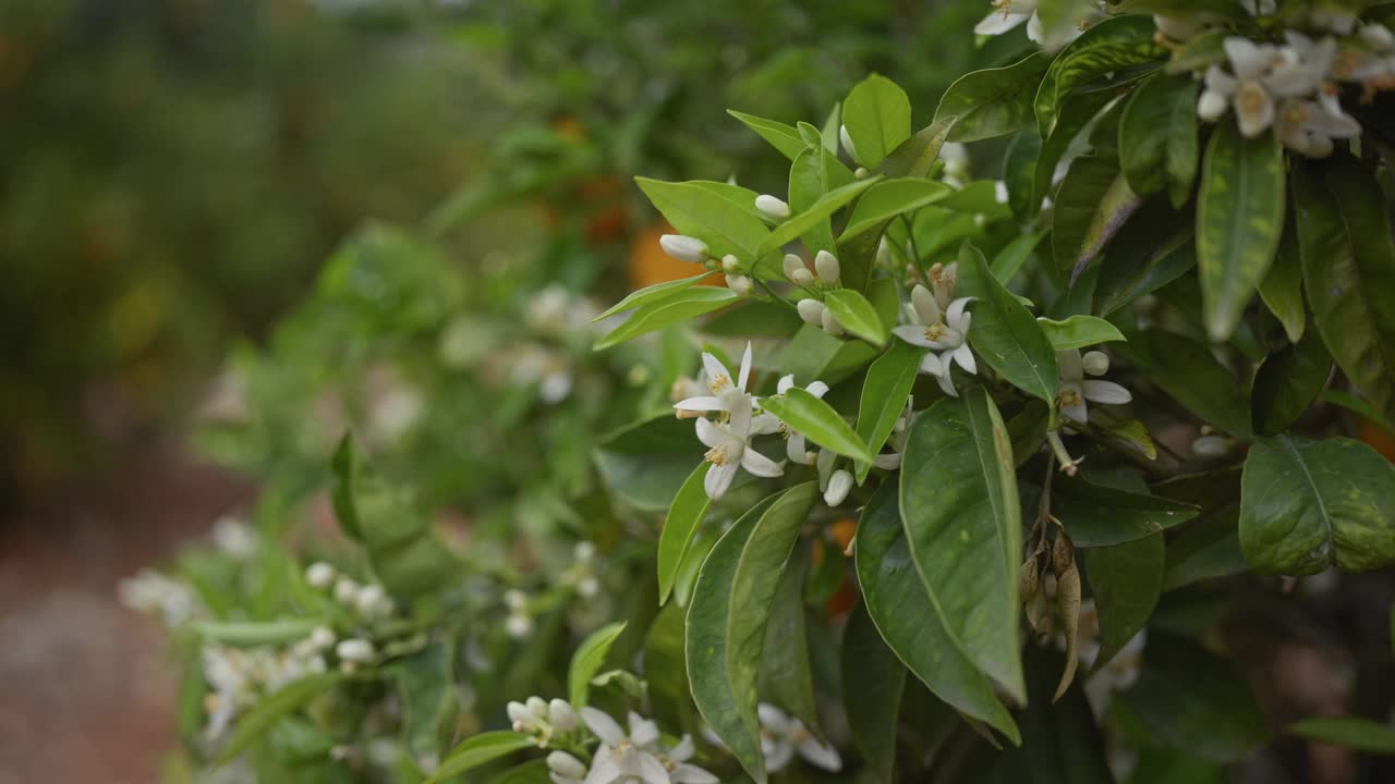 橘子花和花蕾在柑橘树上的特写，与散焦的绿色背景。视频素材