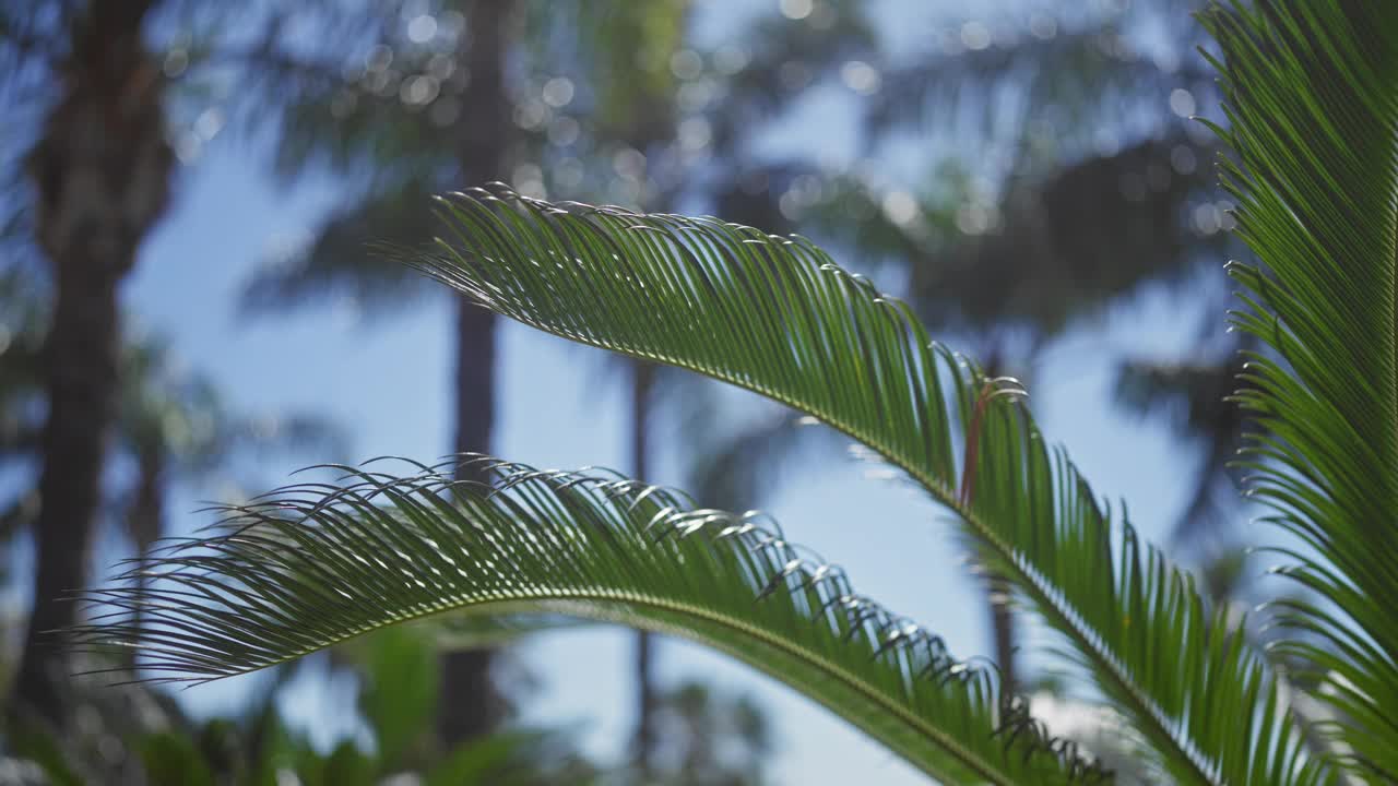 葱郁的苏铁棕榈叶特写，与鲜明的阳光模糊的热带棕榈背景。视频素材