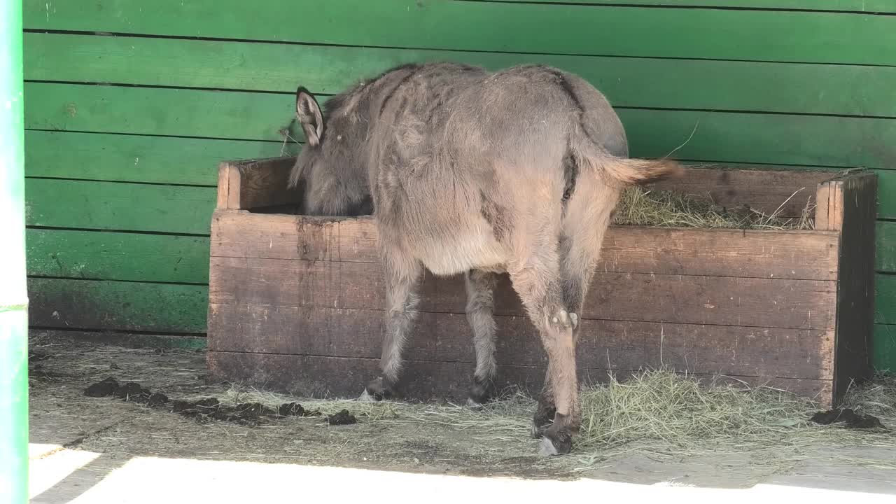 在谷仓里吃干草的成年驴视频素材