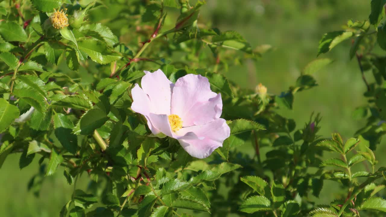 单株野玫瑰特写，阳光映衬着绿色的背景视频素材