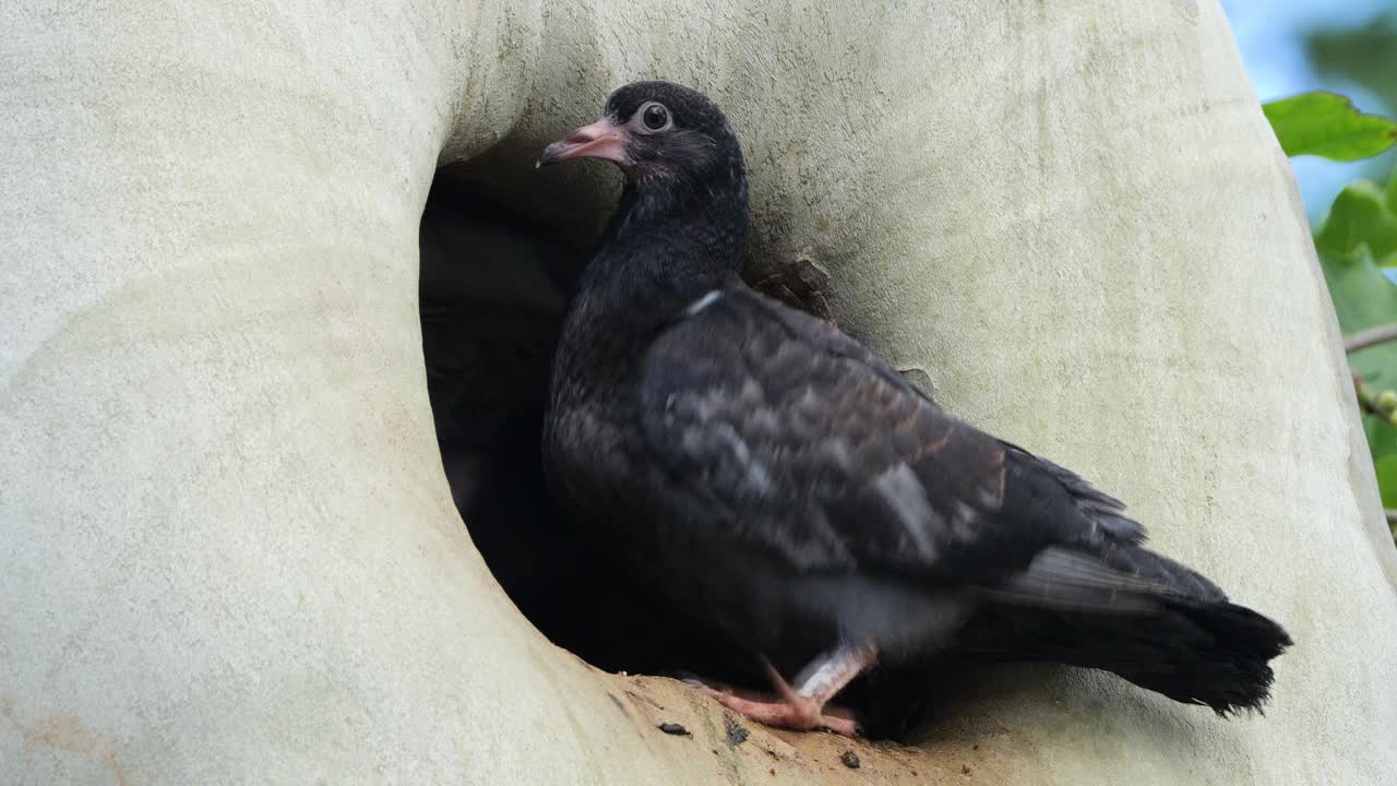 年轻的岩鸽在巢里。法国视频素材