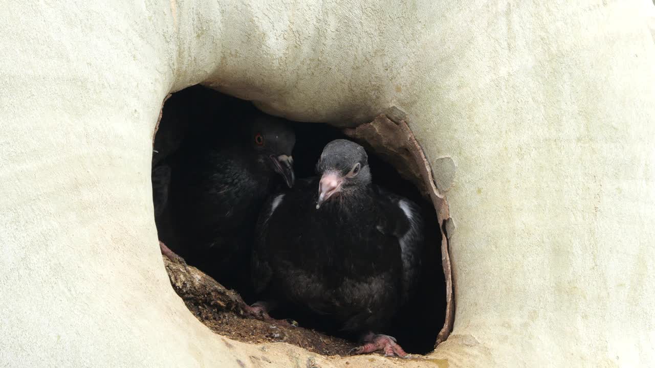 法国，岩鸽在巢中喂雏鸟视频素材