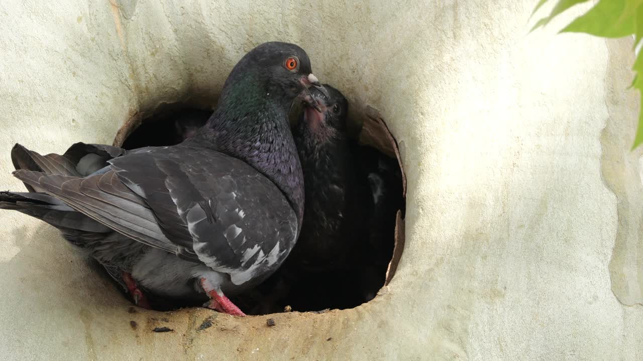 法国，岩鸽在巢中喂雏鸟视频素材