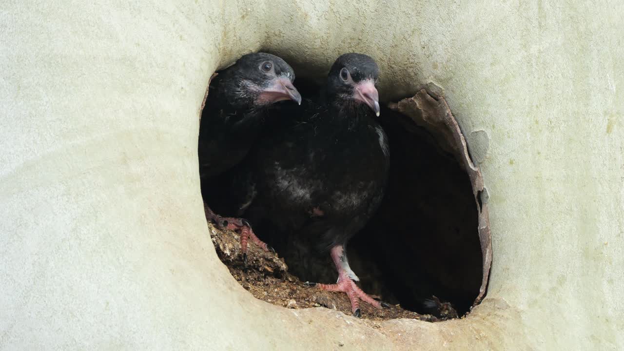 年轻的岩鸽在巢里。法国视频素材