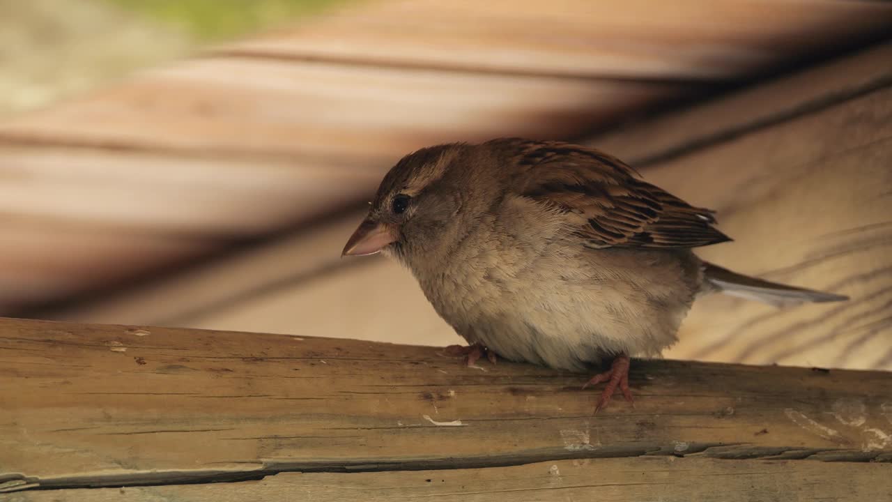 家雀，成年，屋檐下的雌性视频素材