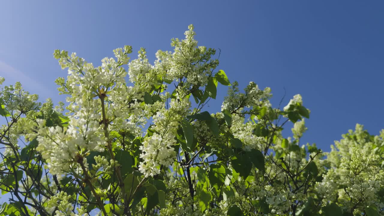 美丽盛开的白色丁香花在一个阳光明媚的日子视频素材