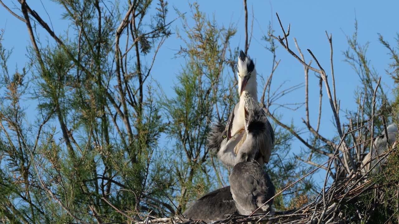 年轻的灰苍鹭在巢里，法国的卡马格视频素材