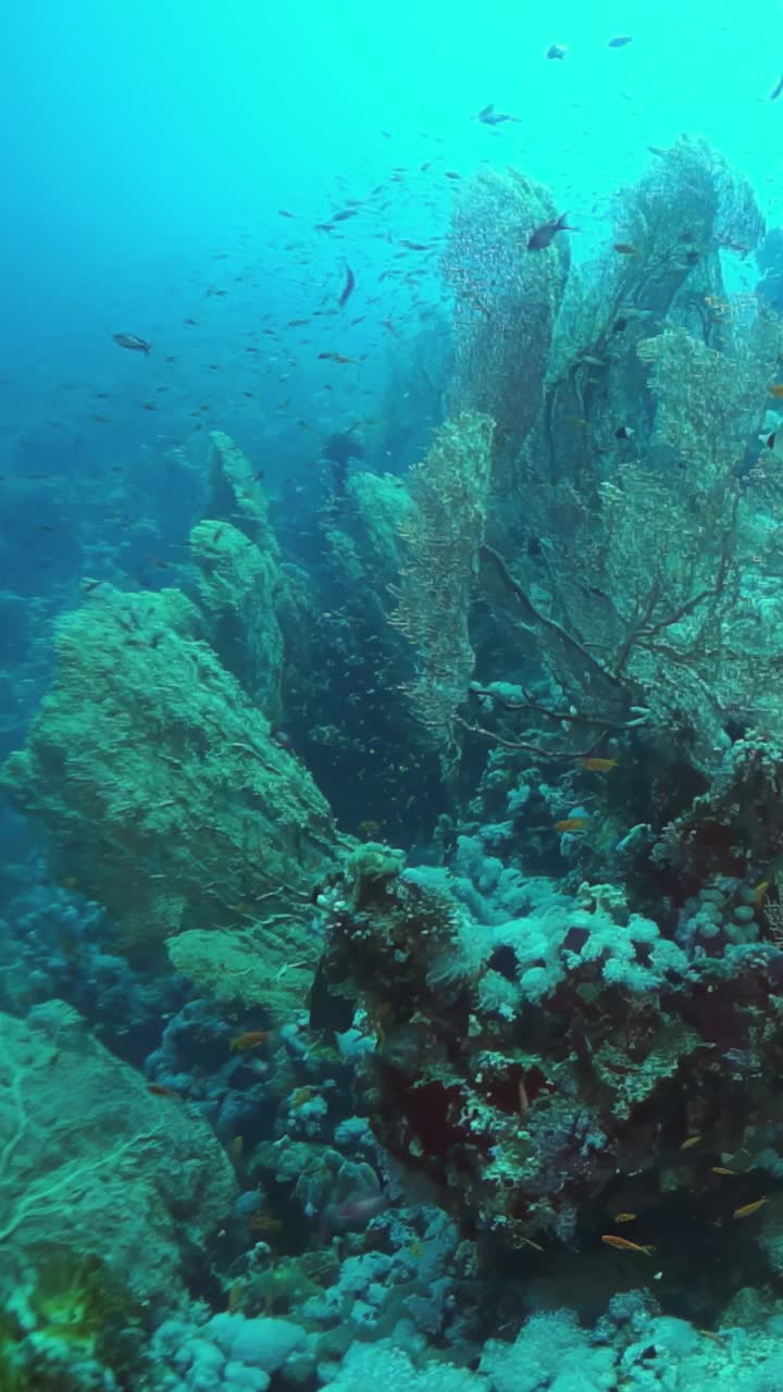 珊瑚礁里充满了生命，包括鱼类和其他海洋生物视频素材