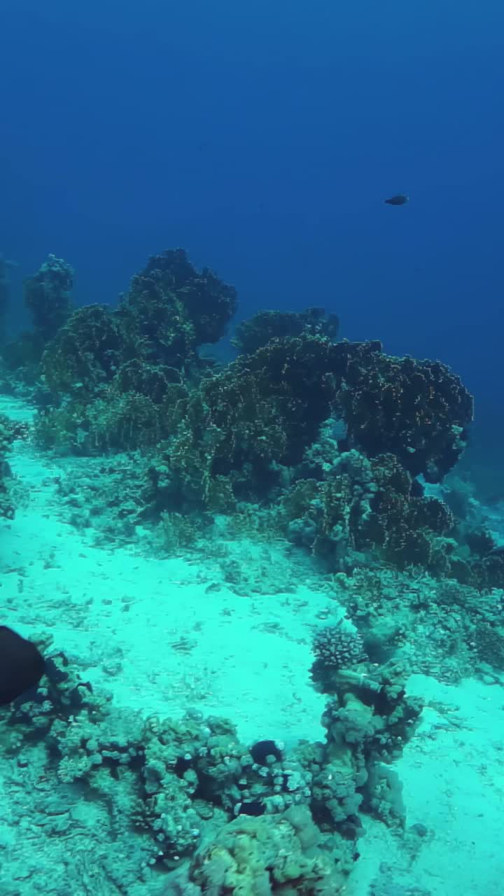 蓝色的海洋，有珊瑚礁，有鱼在里面游视频素材