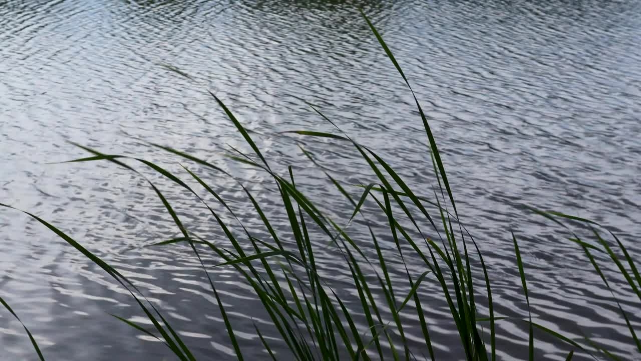 黄昏时，芦苇剪影后，平静的湖面泛起轻柔的涟漪视频素材