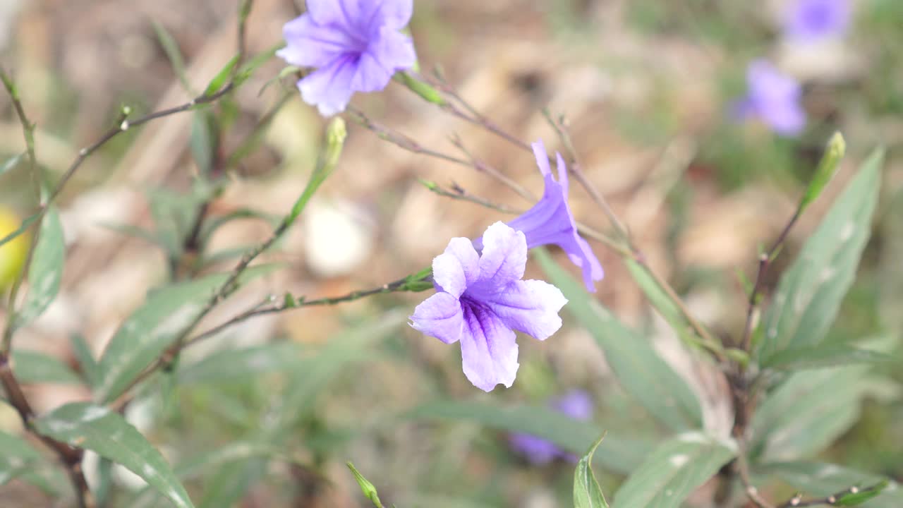 水仙花、水仙花、米尼根、铁根、小白根、爆豆荚、Cracker plant、traino、Toi ting ACANTHACEAE、Britton 's Wild、墨西哥风铃花、矮牵牛紫罗兰花，在自然背景下在花园里盛开视频素材