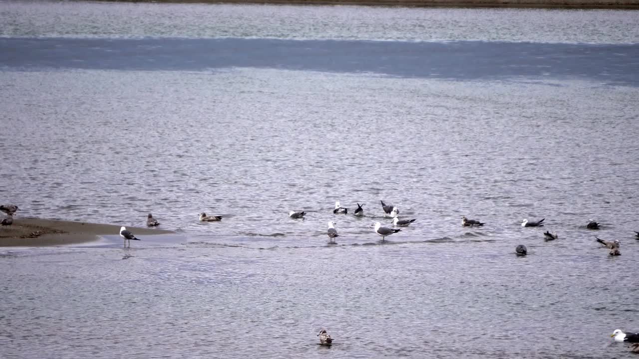 一群海鸥在海中漫步视频素材