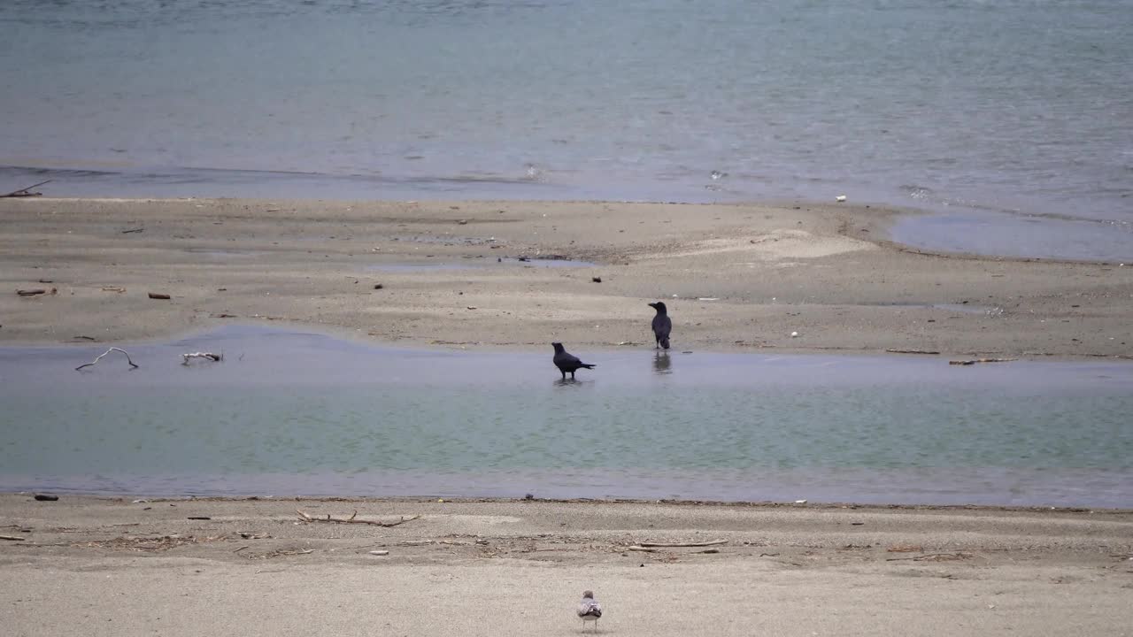 一群海鸥在两只乌鸦上方盘旋视频素材