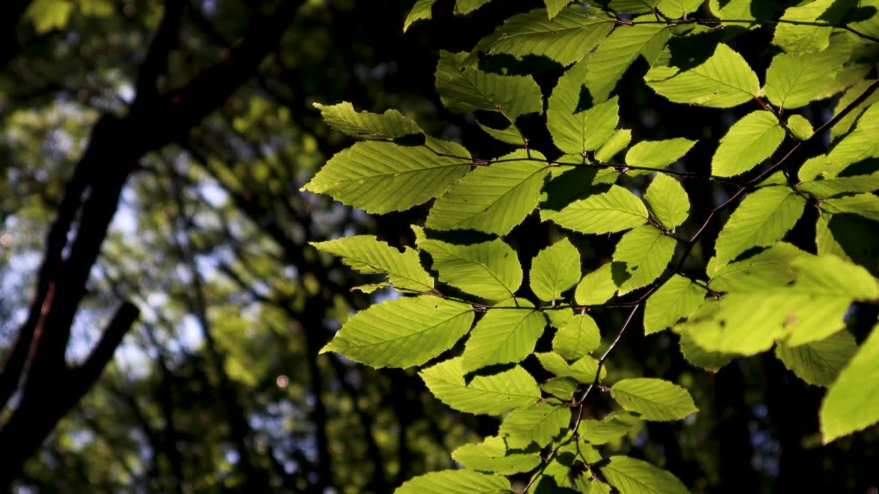 明亮的阳光照在生机勃勃的绿叶上，衬托着黑暗的森林背景视频素材