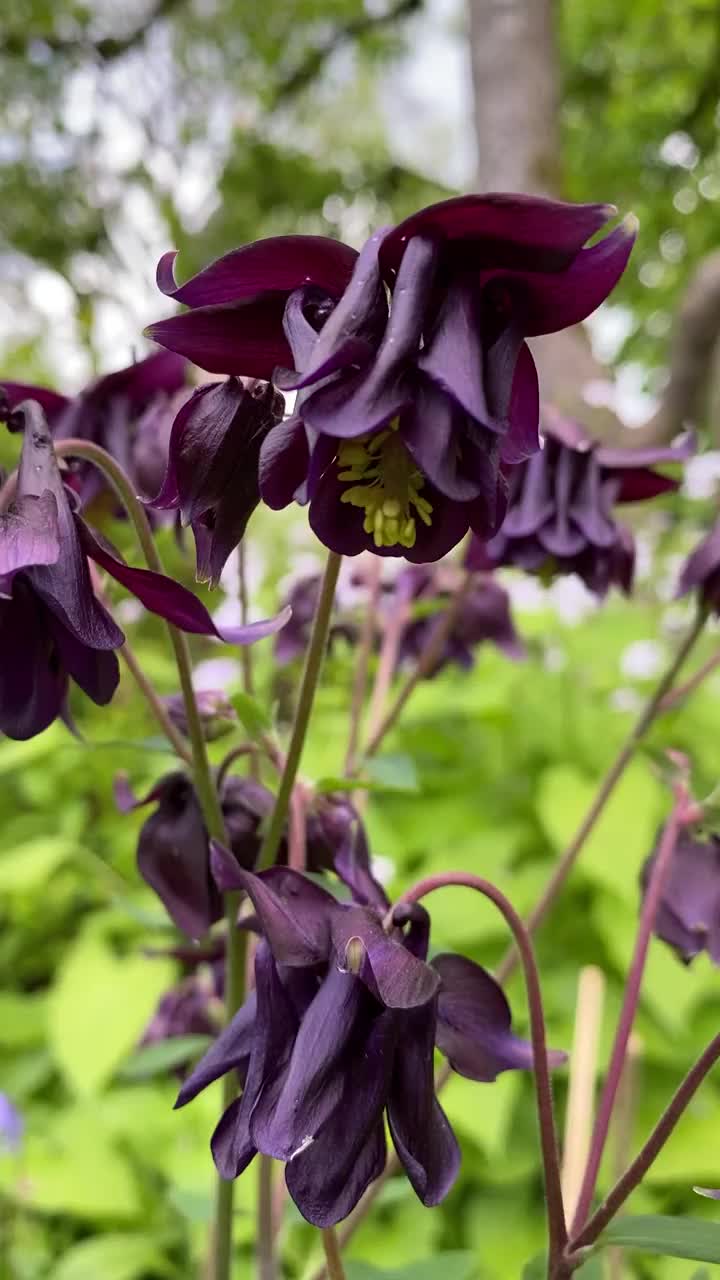 花园里的紫红色水仙花视频下载