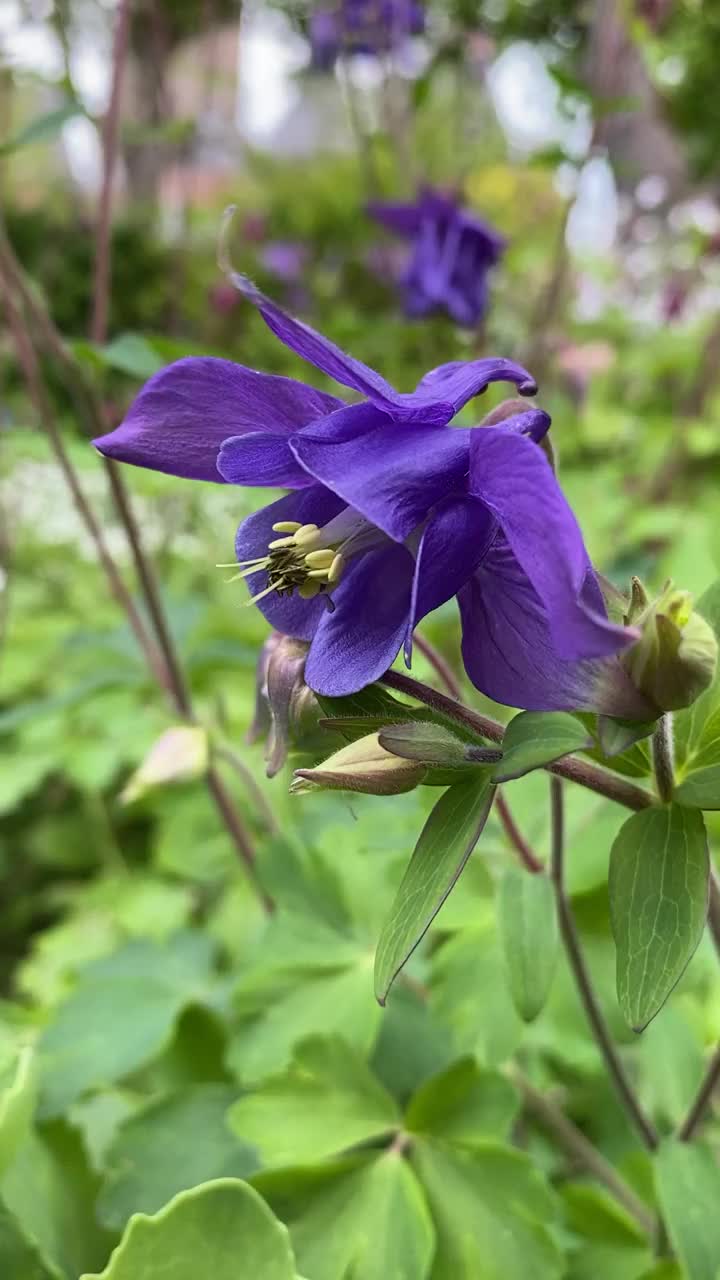 花园里的水仙花视频下载