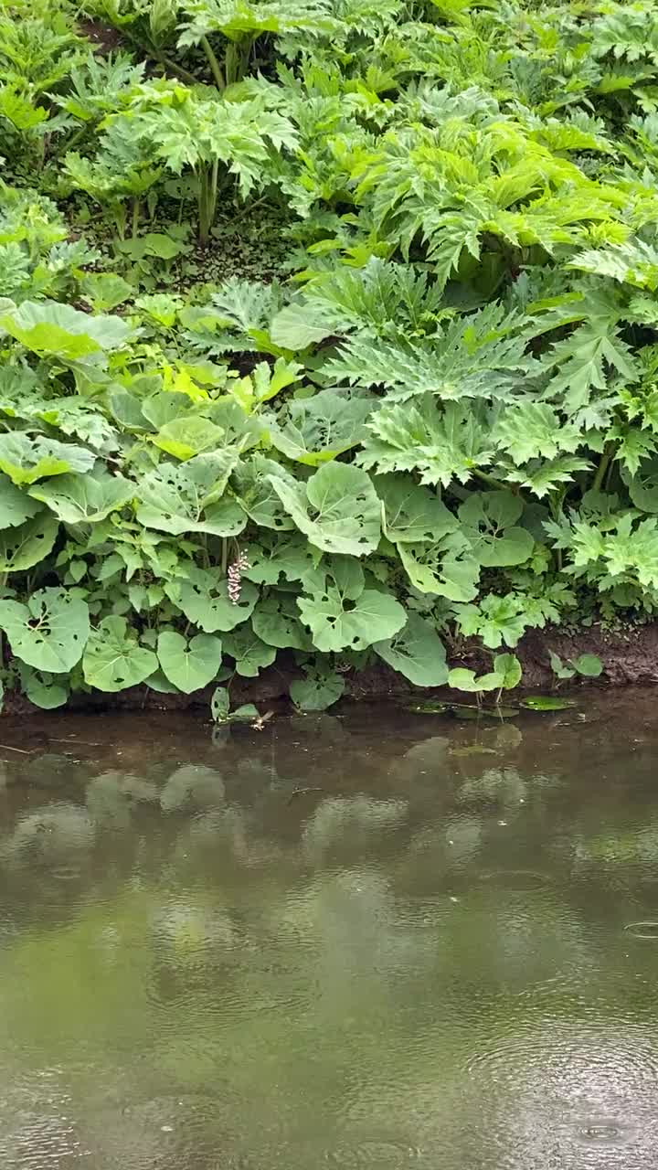 雨中小溪和洛普希纳海岸的景色视频下载