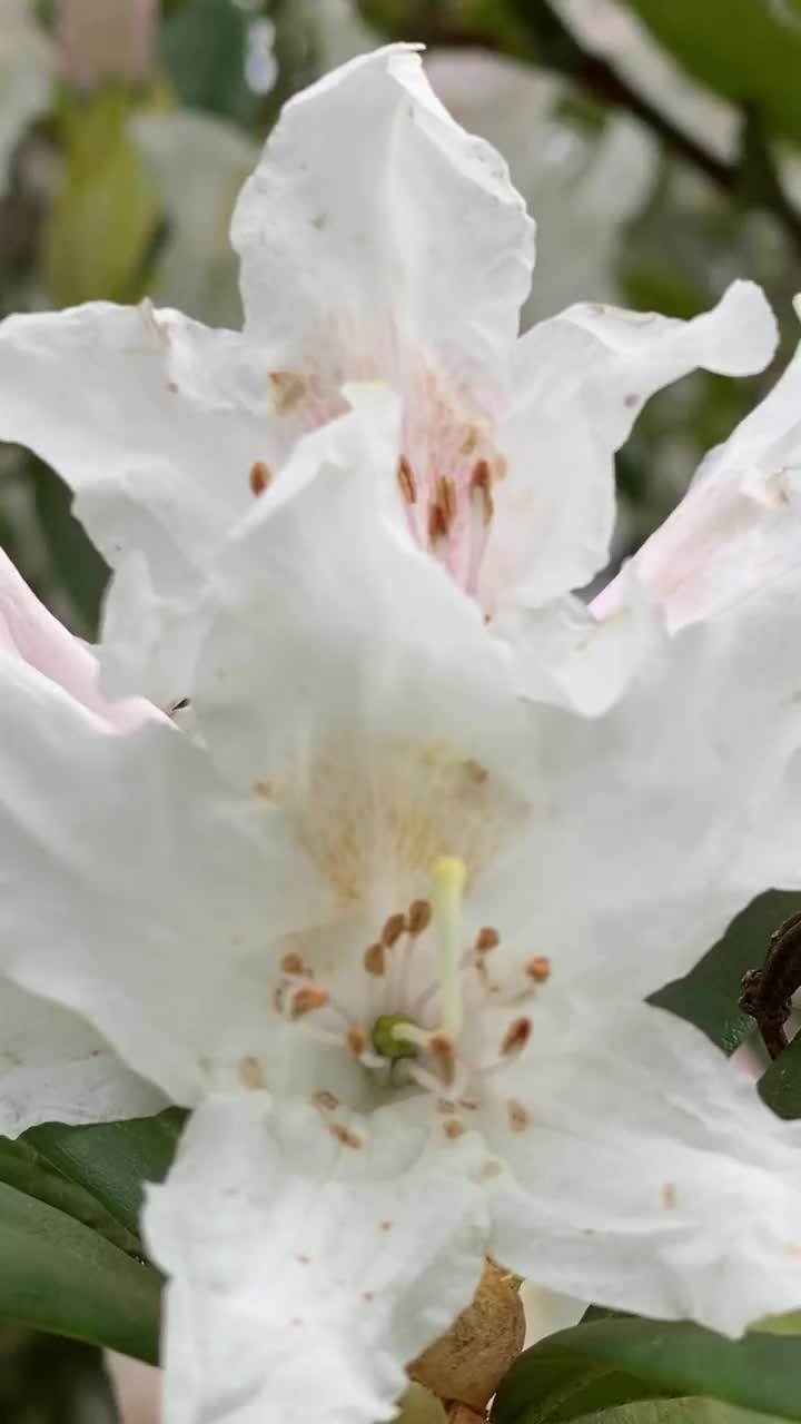 美丽的白色杜鹃花在花园里视频下载