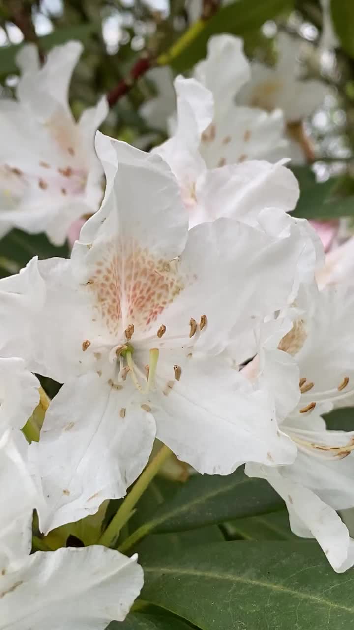 美丽的白色杜鹃花靠近视频下载