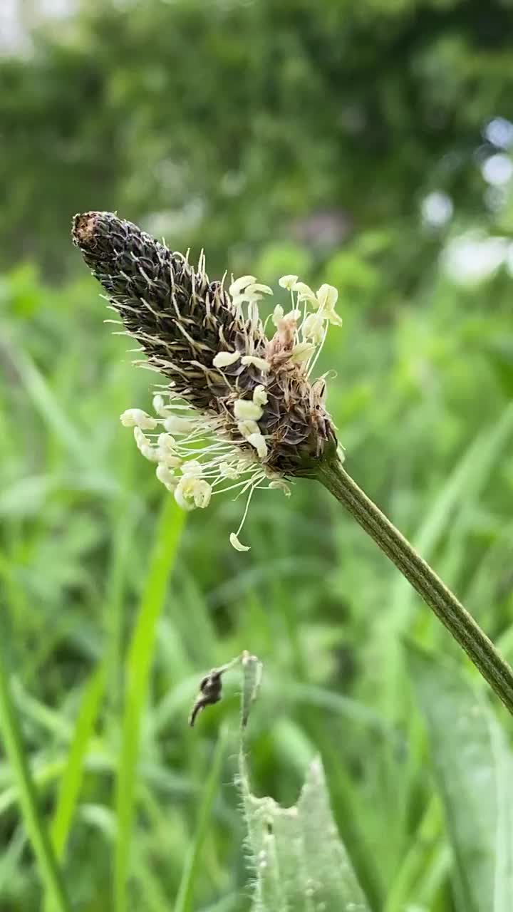 大车前草的花序在风中摇摆视频下载