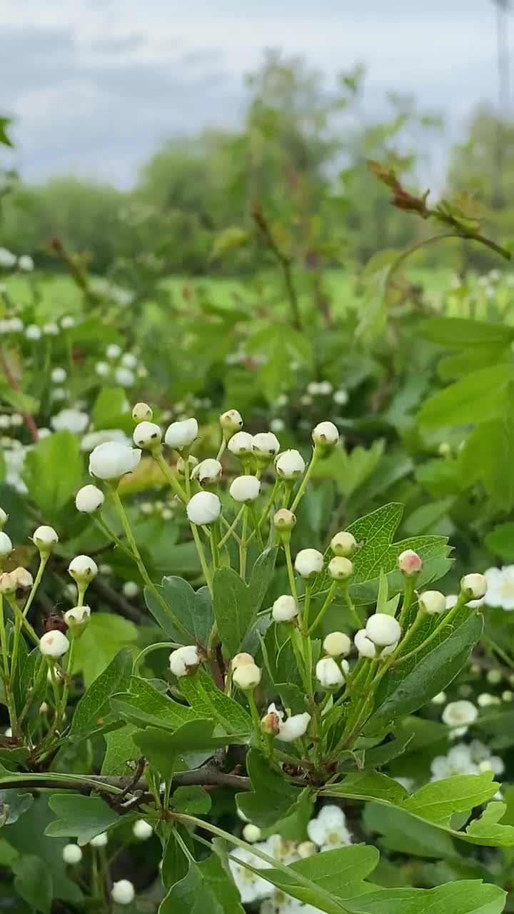 樱花丛上方的田野景色视频下载