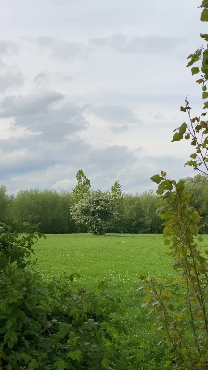 透过树木看到一片空地，有一棵开花的树视频下载