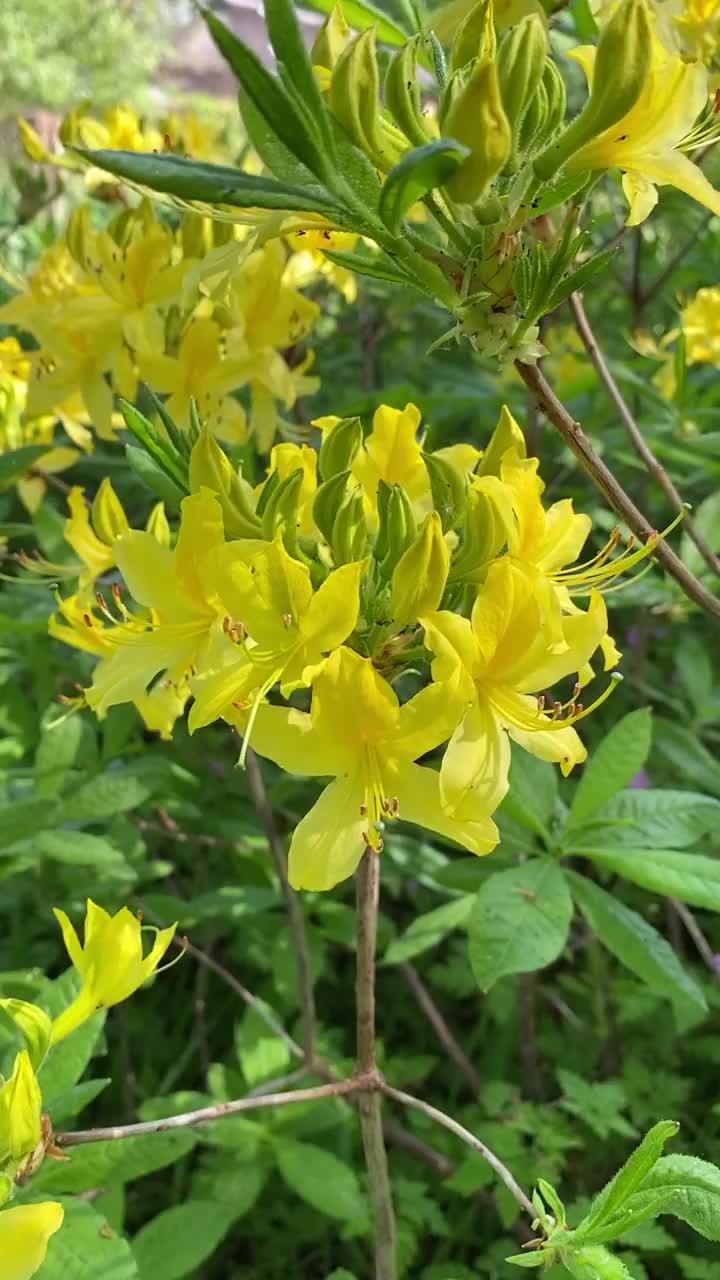 亮黄色的杜鹃花视频下载