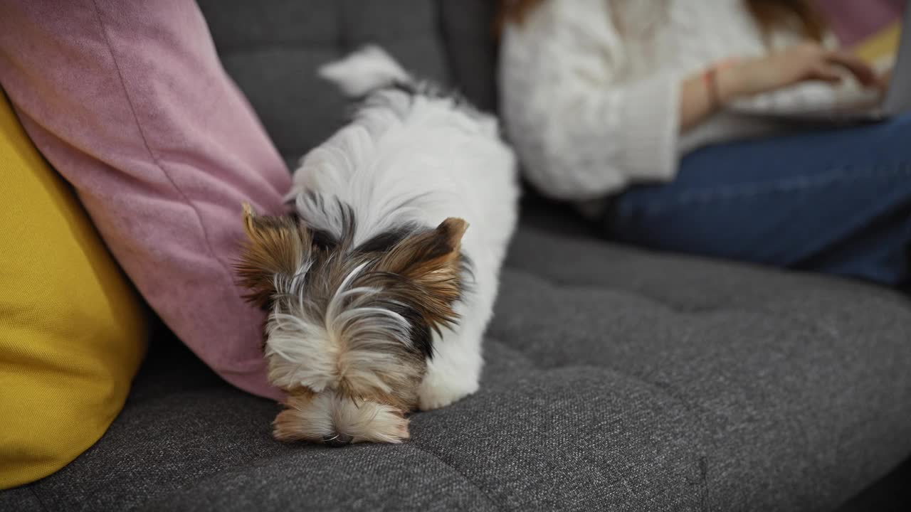 在舒适的客厅里，一只可爱的小猎犬坐在灰色的沙发上，旁边是一个女人视频素材